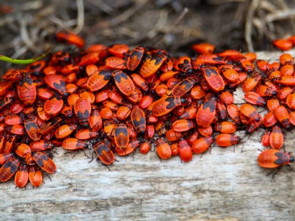 21 Common Bugs in Jamaica