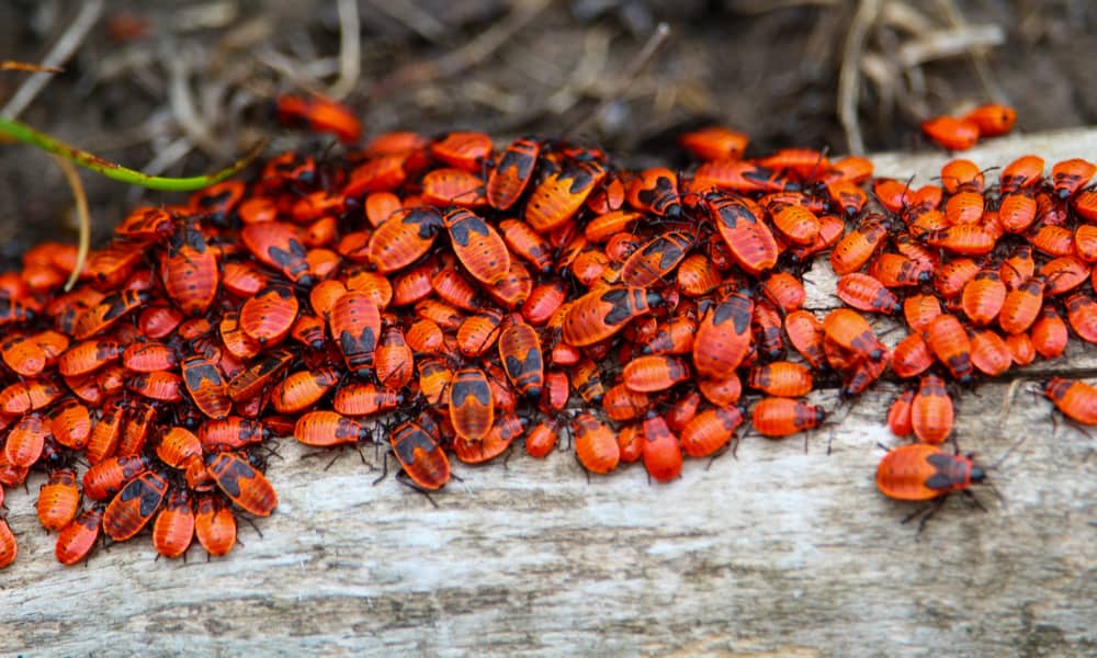 21 Common Bugs in Jamaica