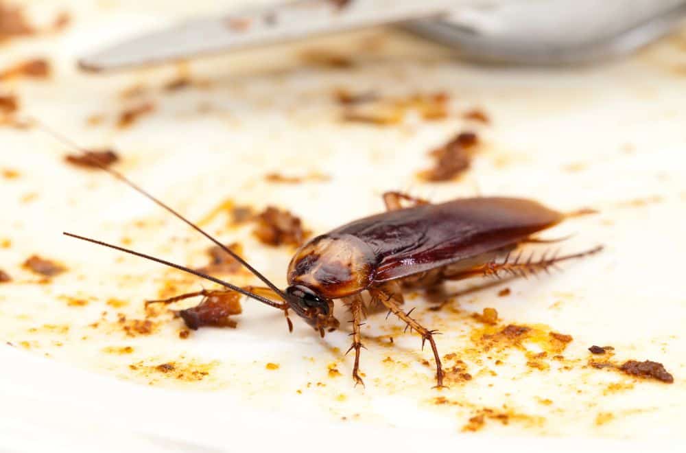 Baby black oriental cockroaches
