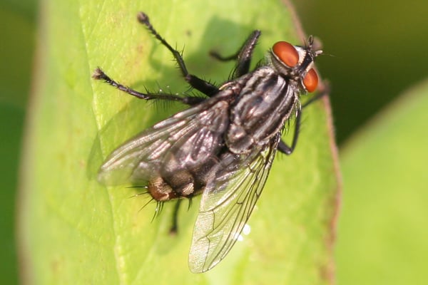 Flies