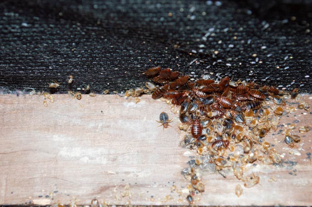 How Long Can a Bed Bug Live Without Food? (Life Cycle)