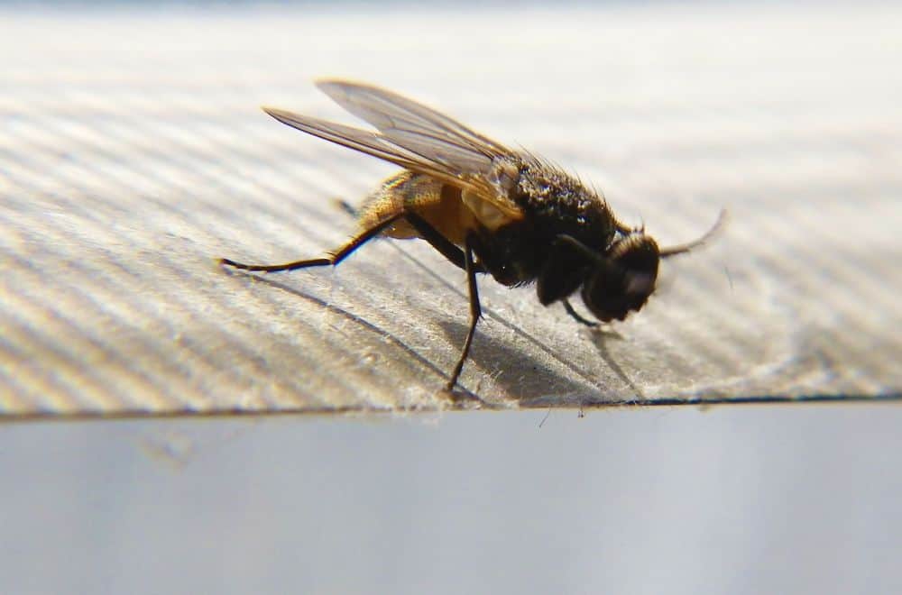 Cluster flies