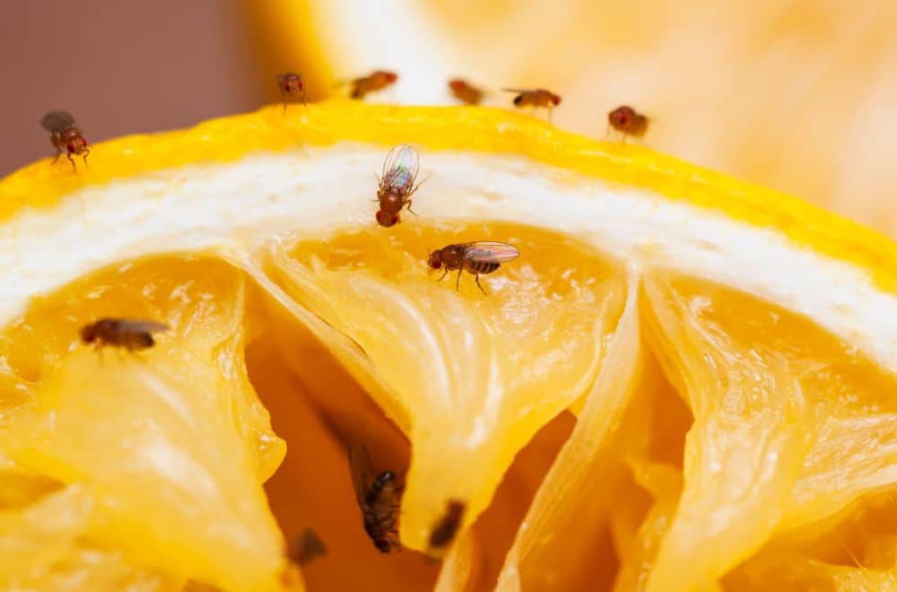 Fruit flies and other types of flies