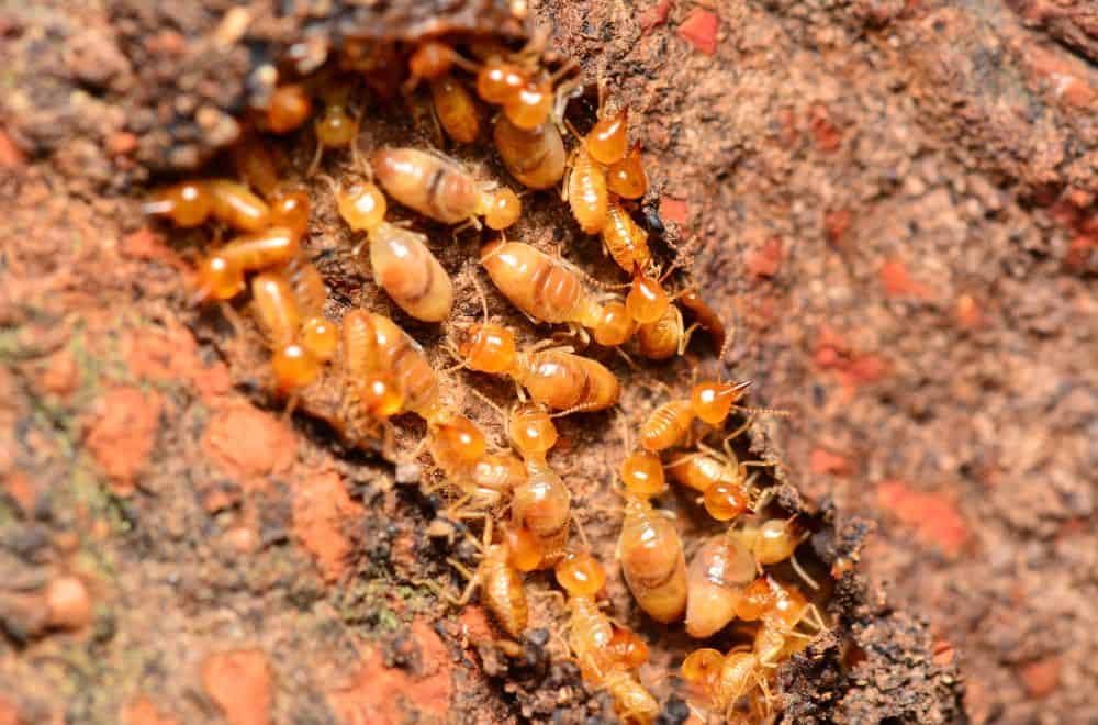 Termite Fumigation: Everything You Need to Know