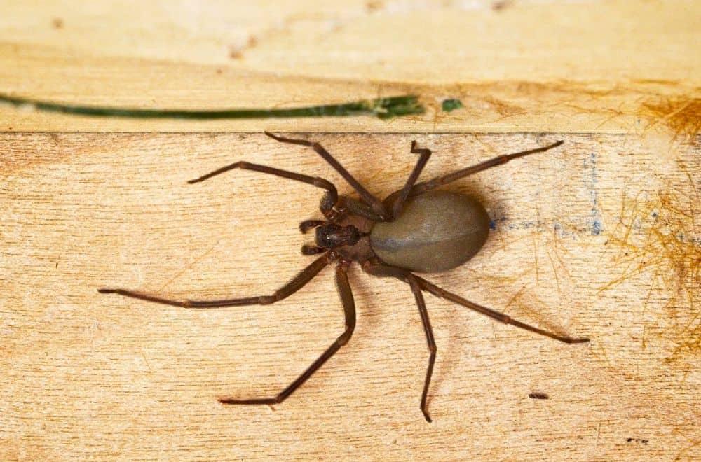 10 Ways to Get Rid Of Brown Recluse Spiders