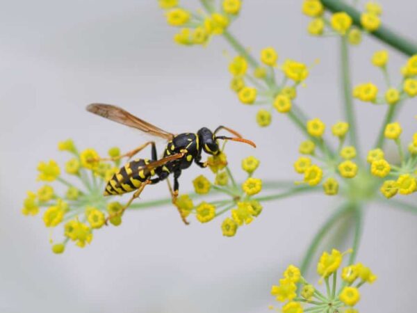 11 Reasons Why You Attract Wasps (How to Keep Them Away)