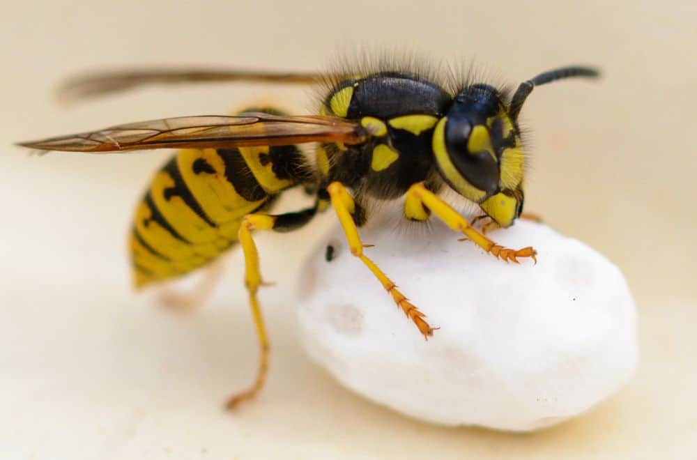 11 Reasons Why You Attract Wasps