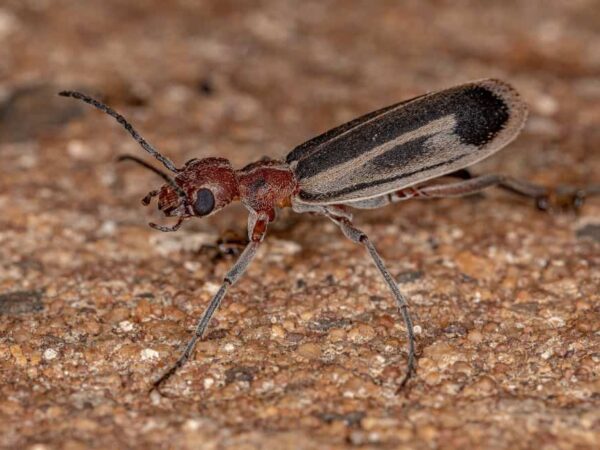 12 Arizona Bugs That Bite (How to Get Rid of Them?)