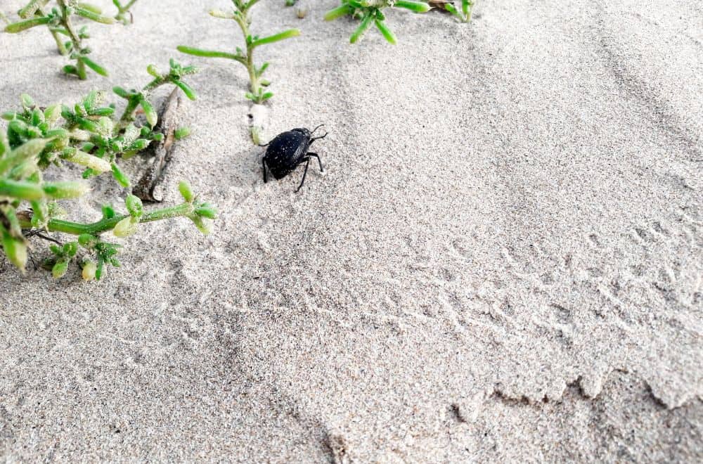 12 Common Little Black Bugs in Arizona