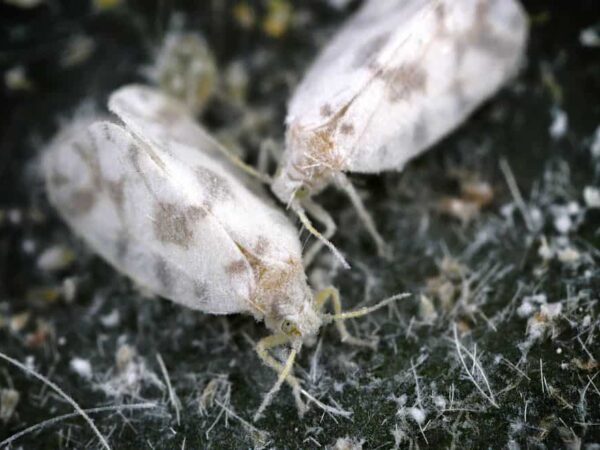 13 Tiny White Bugs That Look Like Dust and Lint