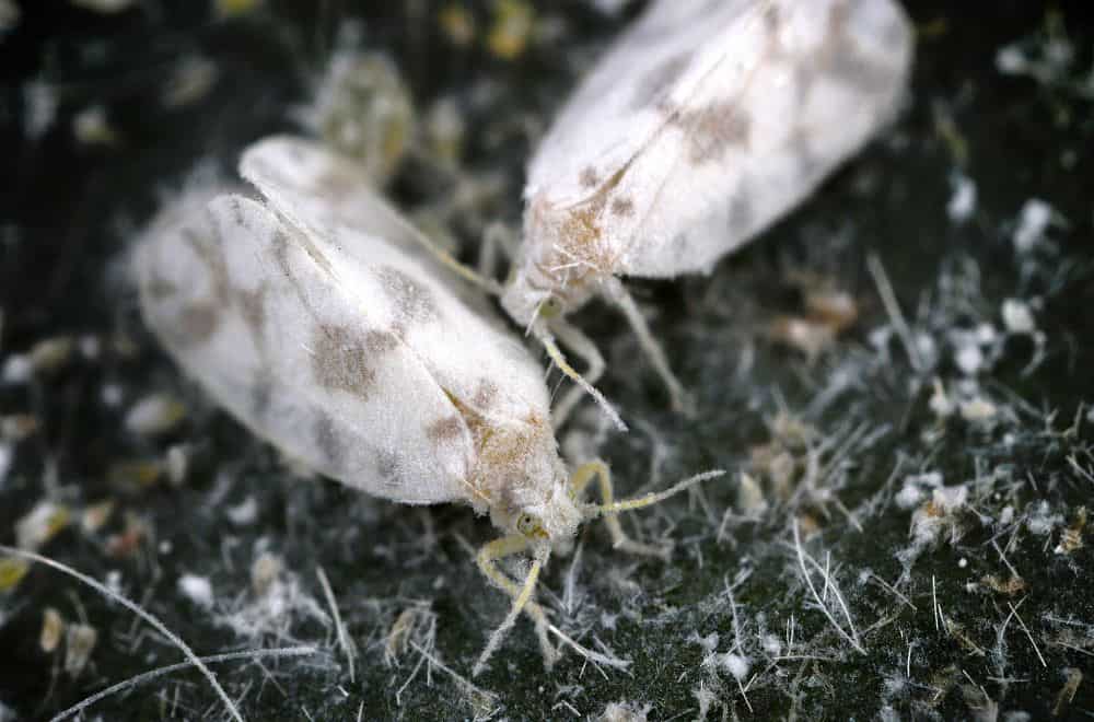 13 Tiny White Bugs That Look Like Dust and Lint
