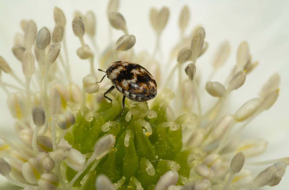 13 Ways to Get Rid of Carpet Beetles