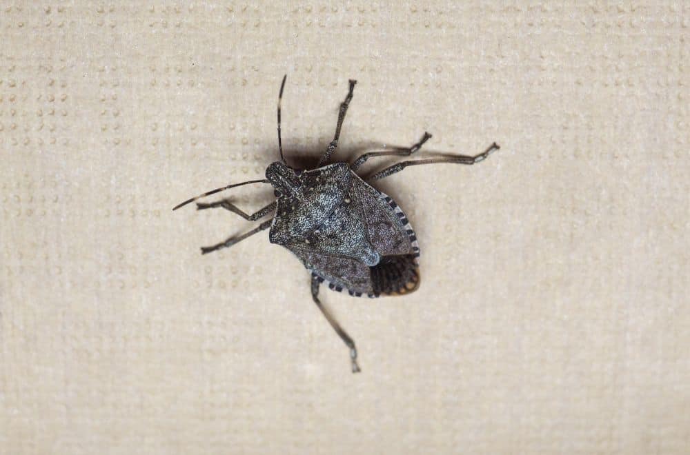15 Tiny Bugs on Walls and Ceiling (How to Get Rid of Them?)
