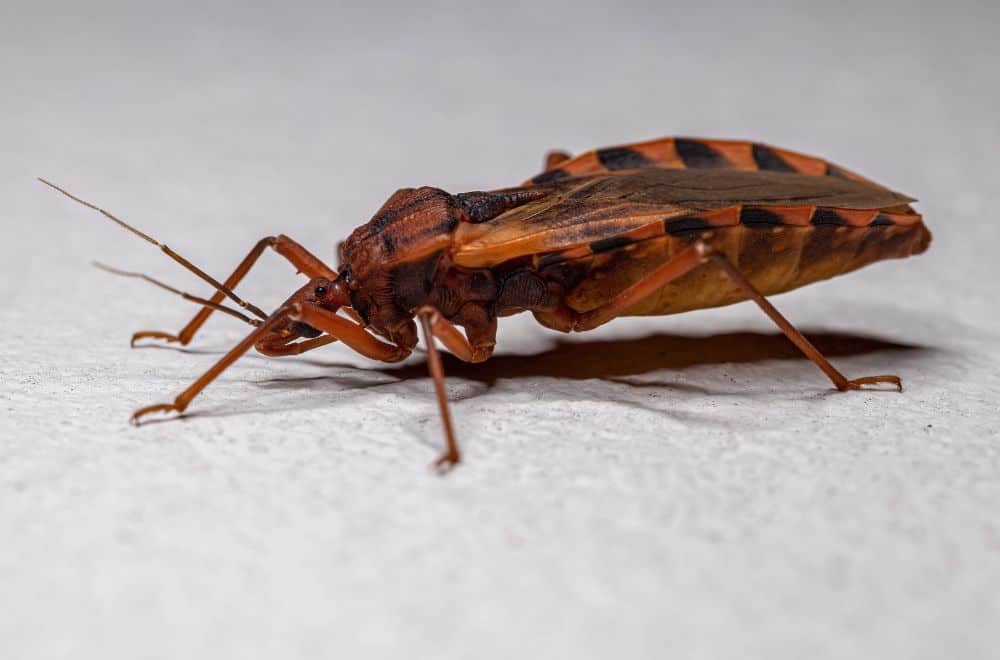 16 California Bugs that Bite (How to Get Rid of Them?)
