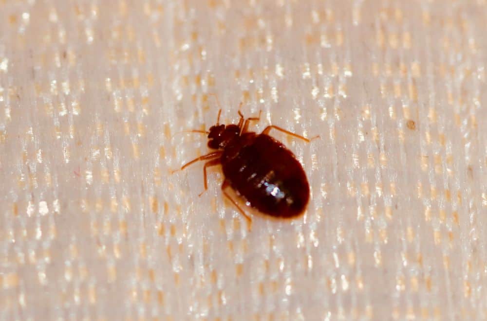 17 Tiny Brown Bugs In Kitchen (with Pictures)