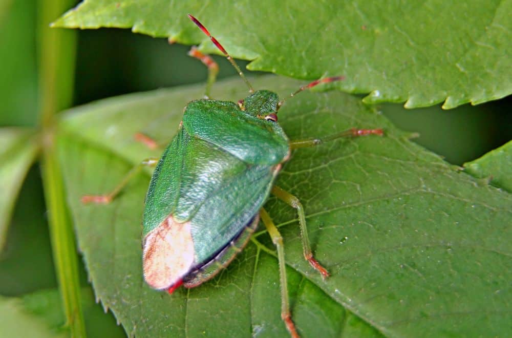 19 Tiny Green Bugs That Bite (How to Get Rid of Them?)
