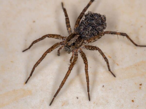 5 Ways to Get Rid of Wolf Spiders in Basement