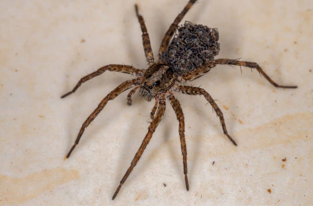 5 Ways to Get Rid of Wolf Spiders in Basement