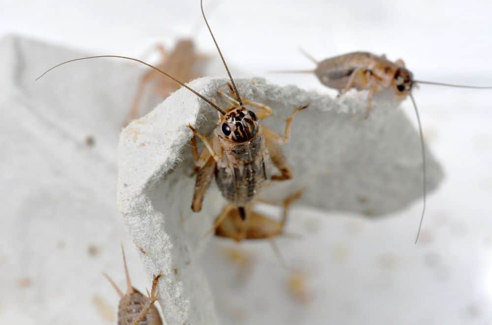 6 Things House Crickets Like Eat Most