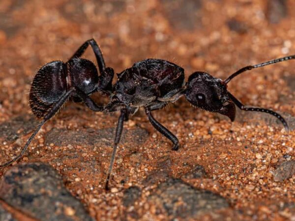 8 Ways to Kill the Queen Ant
