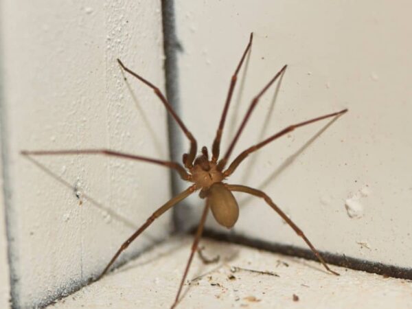 9 Common Brown Spiders in the House