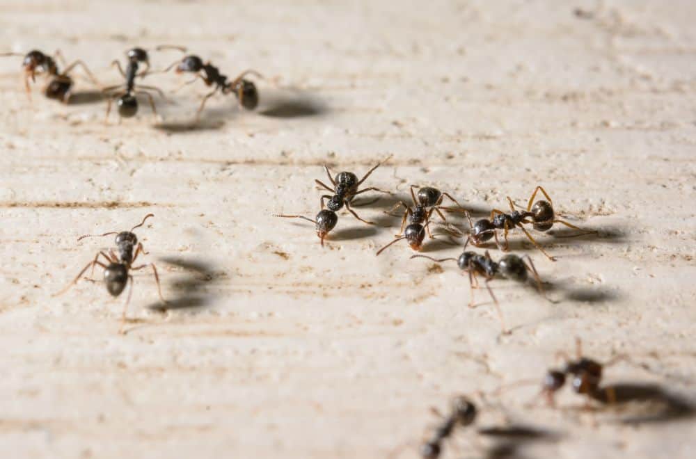 9 Ways to Get Rid of Ants in a Laptop