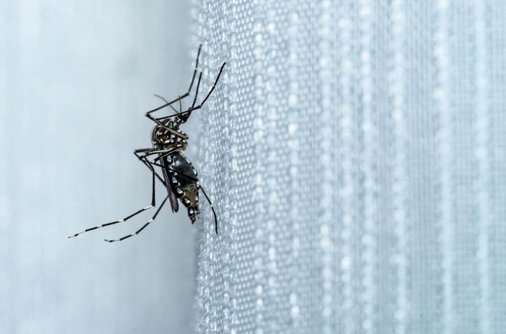 9 Ways to Get Rid of Mosquitoes in Drains