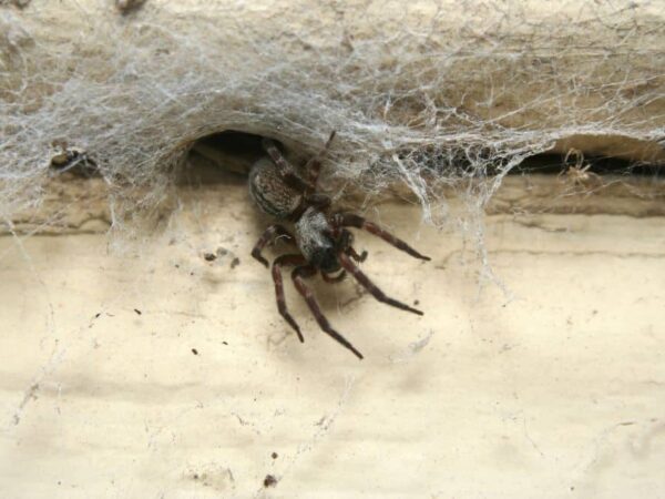9 Ways to Get Rid of Spiders in Your Garage