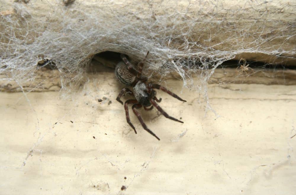 9 Ways to Get Rid of Spiders in Your Garage