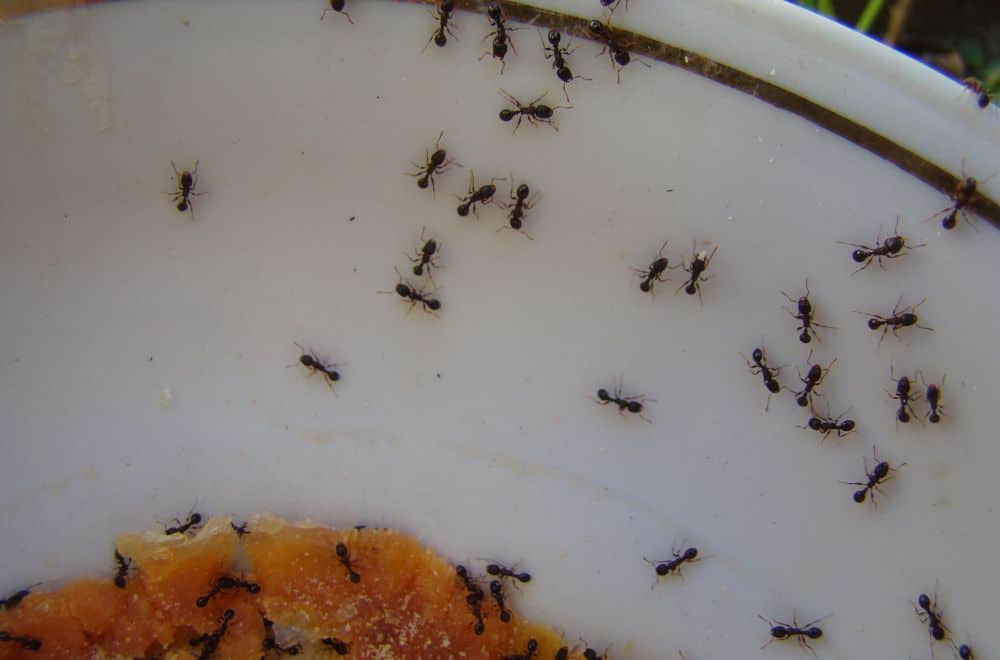 Ants don’t exhaust their food supply