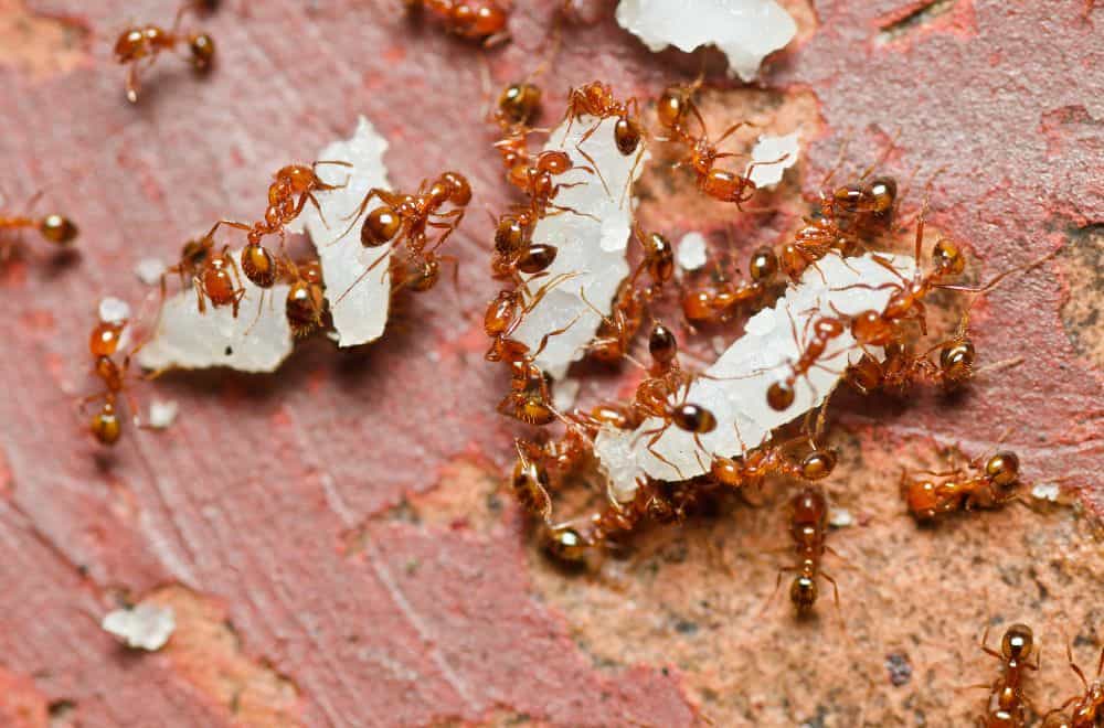 Ants, fire ants and harvest ants