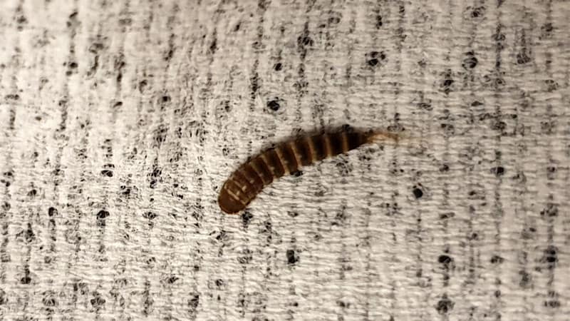 Are Bed Worms Harmful