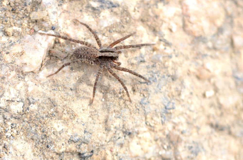 Are wolf spiders dangerous