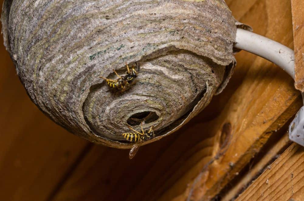 Best Ways to Eliminate Wasps and Their Nests in the Loft