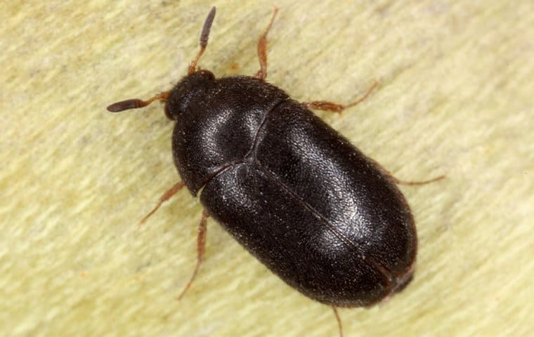 Black Carpet beetles