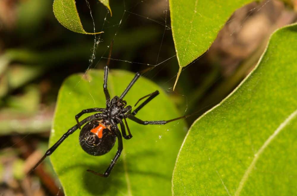 Black widow spiders