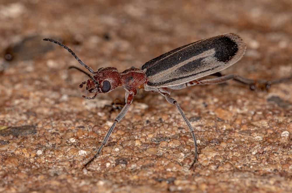 Blister beetles (Spanish fly)
