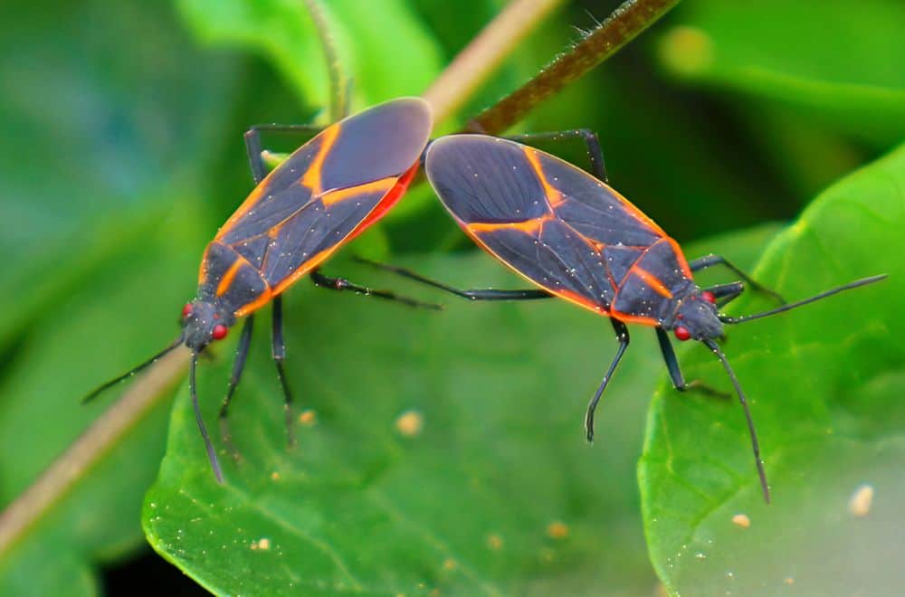 7 Ways to Get Rid of Boxelder Bugs