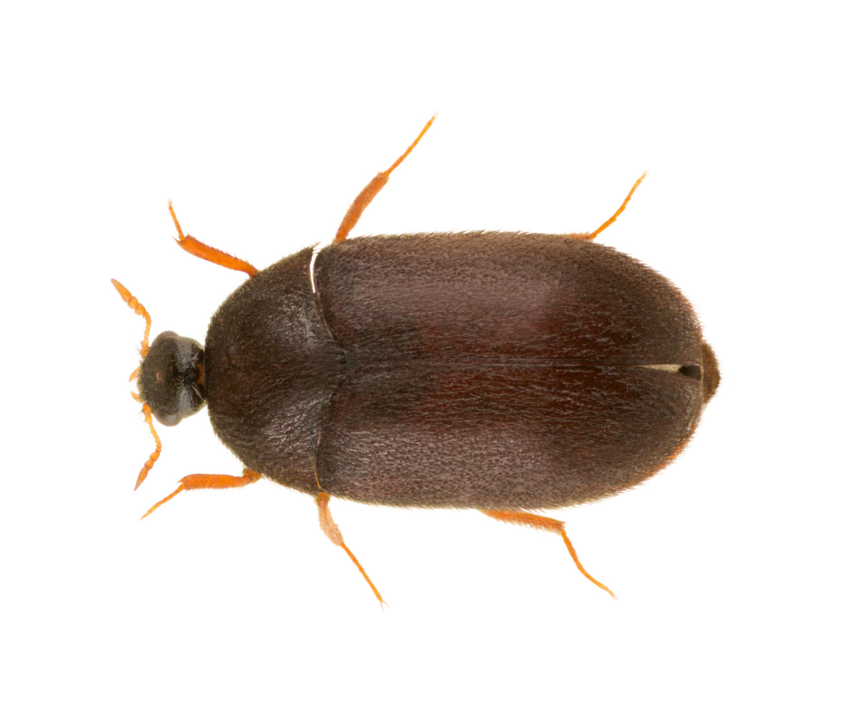 Brown Carpet beetles