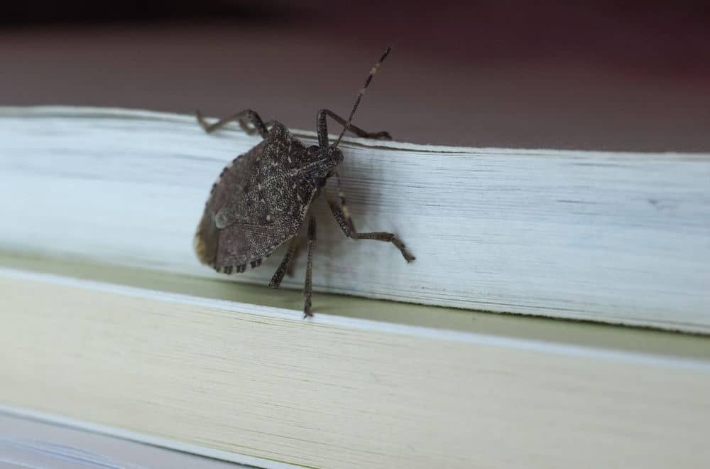 Brown marmorated stink bugs (Shield bugs)