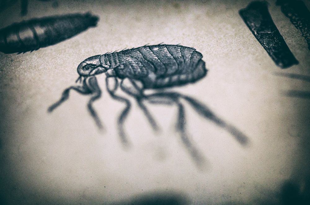 Can Fleas Live in Cold Weather? When Do Fleas Die?
