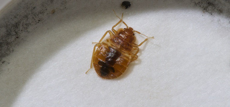 Can bed bugs survive in low temperatures