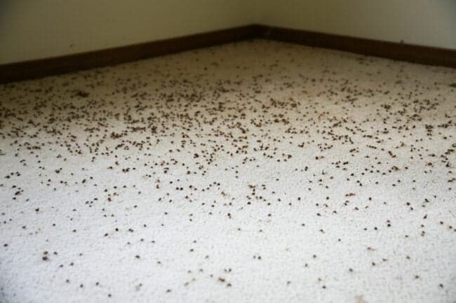 Carpet Beetles Infestation Signs