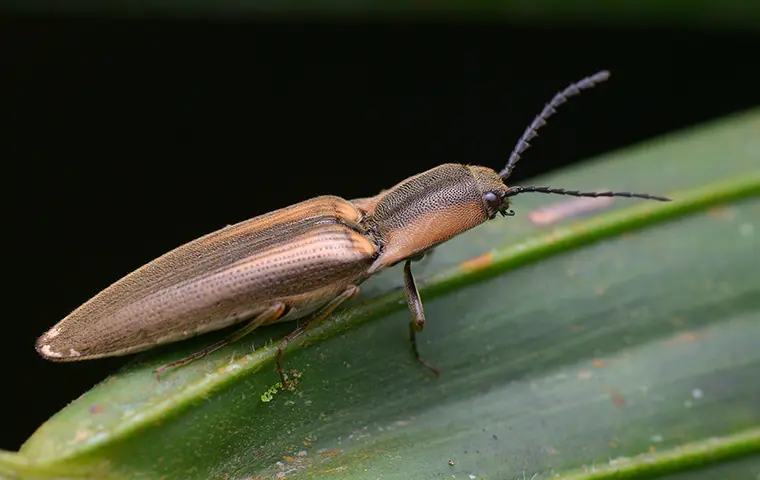 Click Beetles