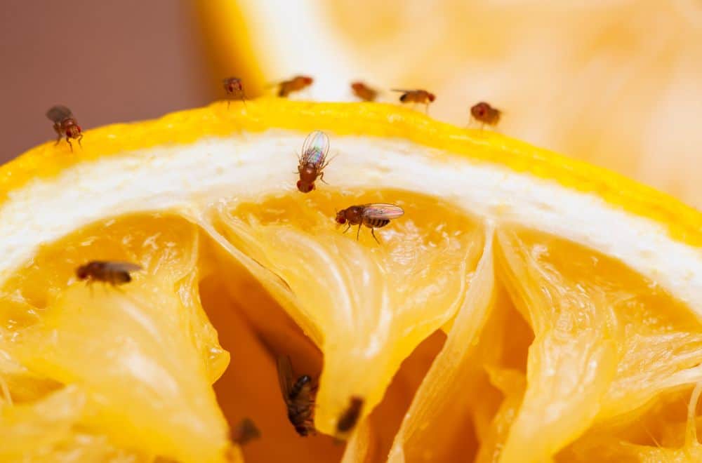 Common fruit flies