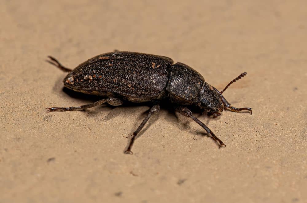 Darkling Beetles