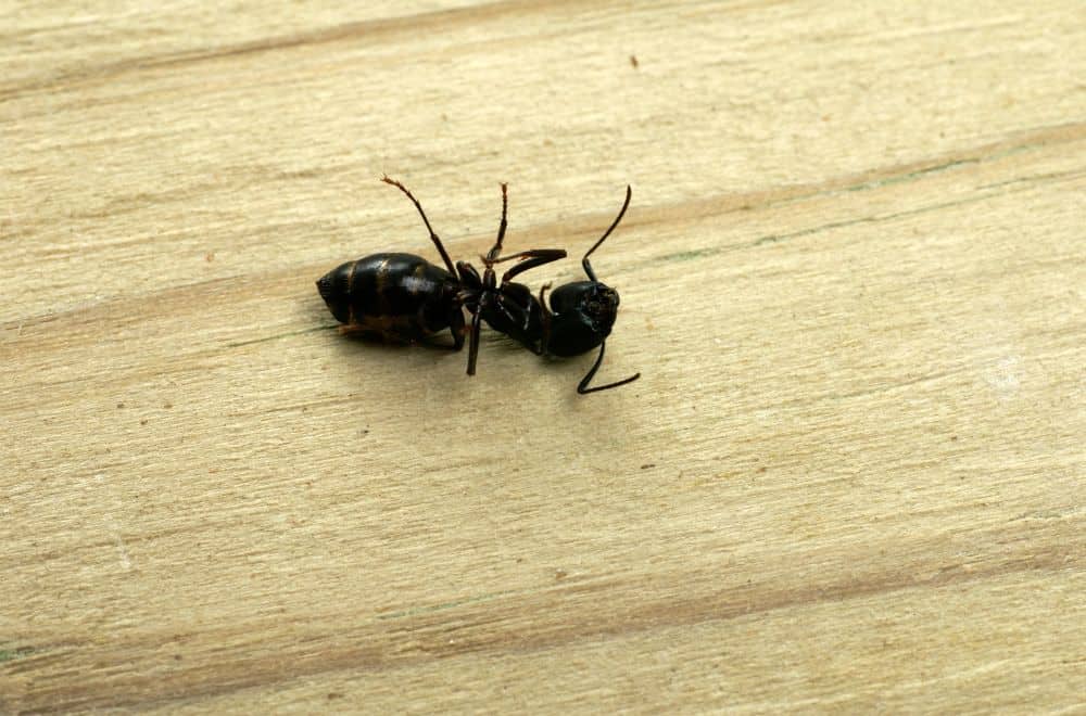 Dead Ants