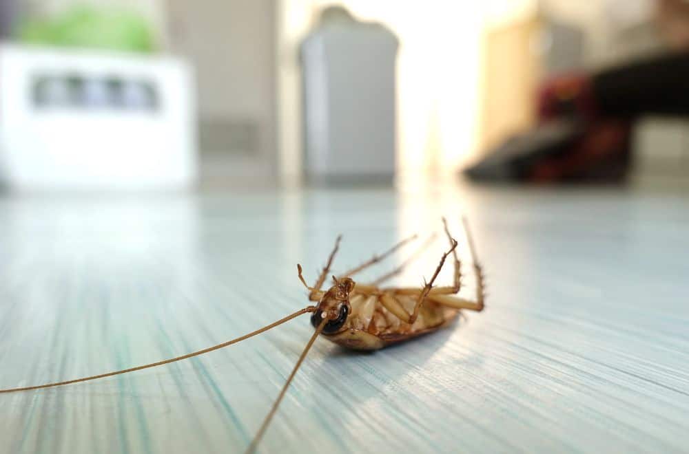 Dead Roaches (often baby cockroaches)