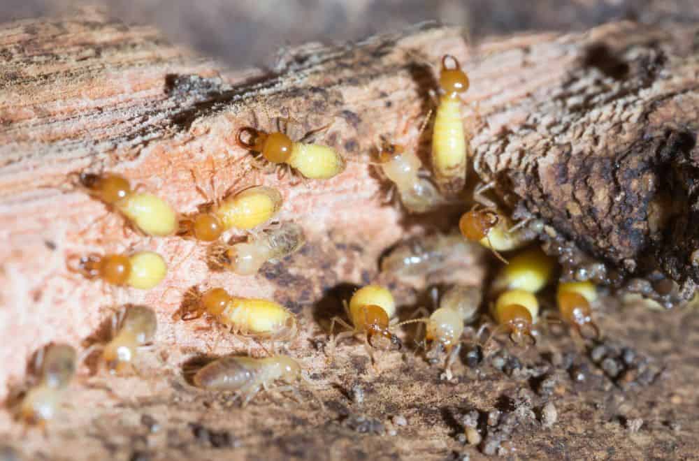 Do Ants Eat Termites? (Ants Vs. Termites Who Wins?)