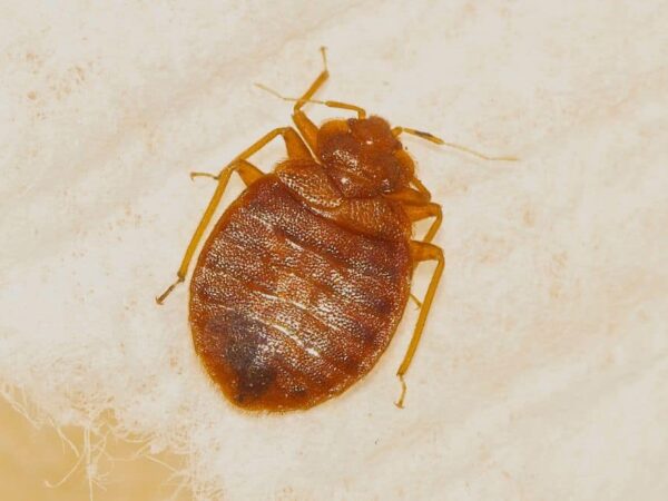 Do Bed Bugs Like Cold? Can They Live in Cold Weather?
